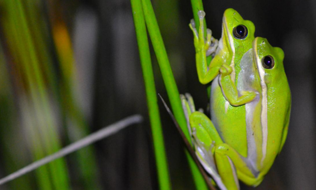 Noise canceling headphones Of frogs