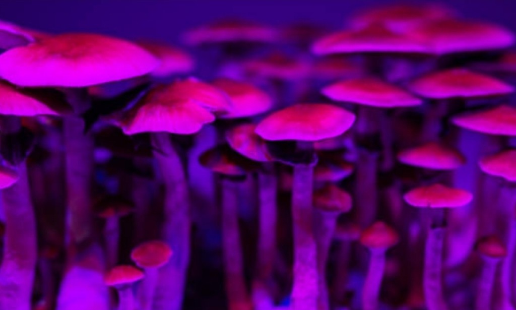 "The Marvels of Microdosing Mushrooms"